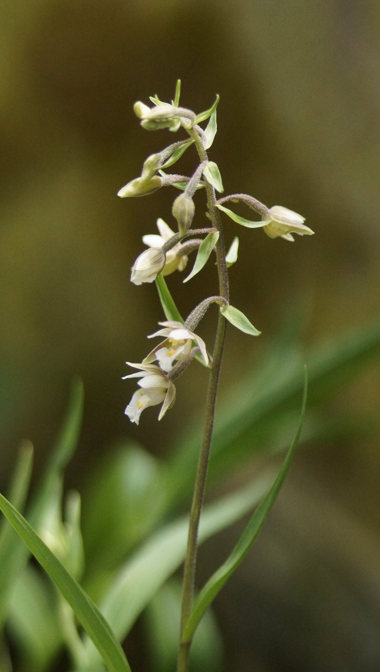 Epipactis palustris - Sumpf-Stendelwurz