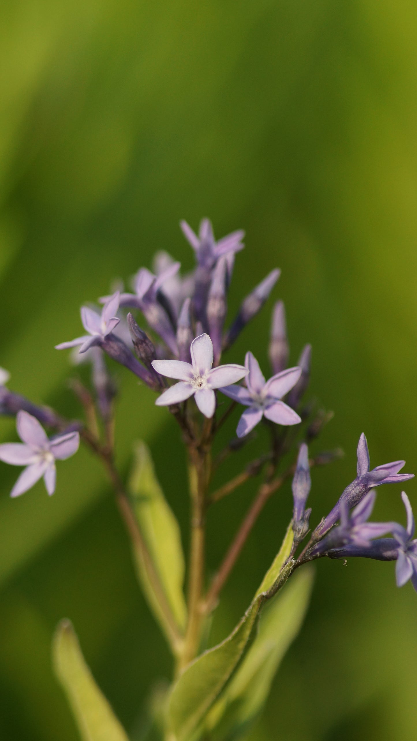 Amsonia tabernaemontana var. salicifolia - Blausternbusch