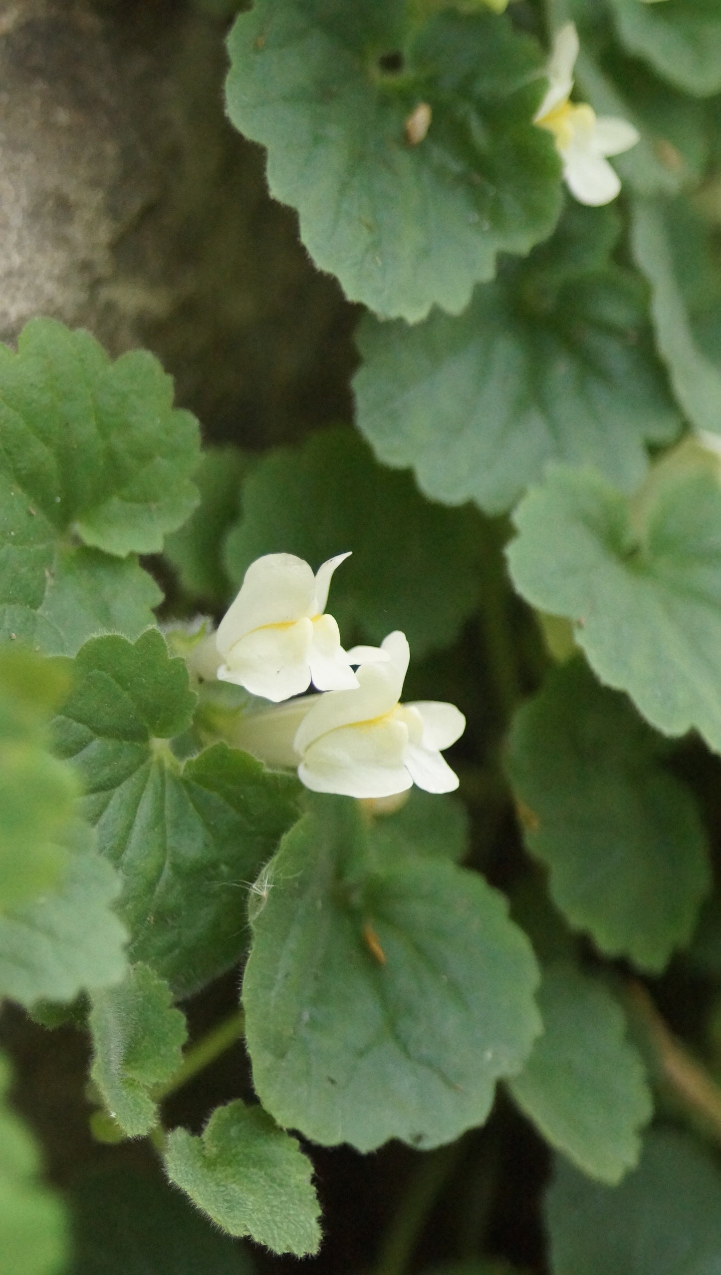 Asarina procumbens - Gloxinienwinde