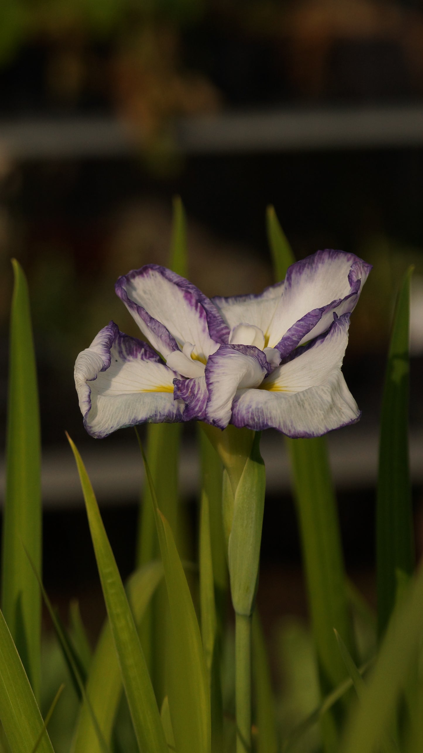 Iris ensata 'Light at Dawn' - Japanische Sumpf-Schwertlilie