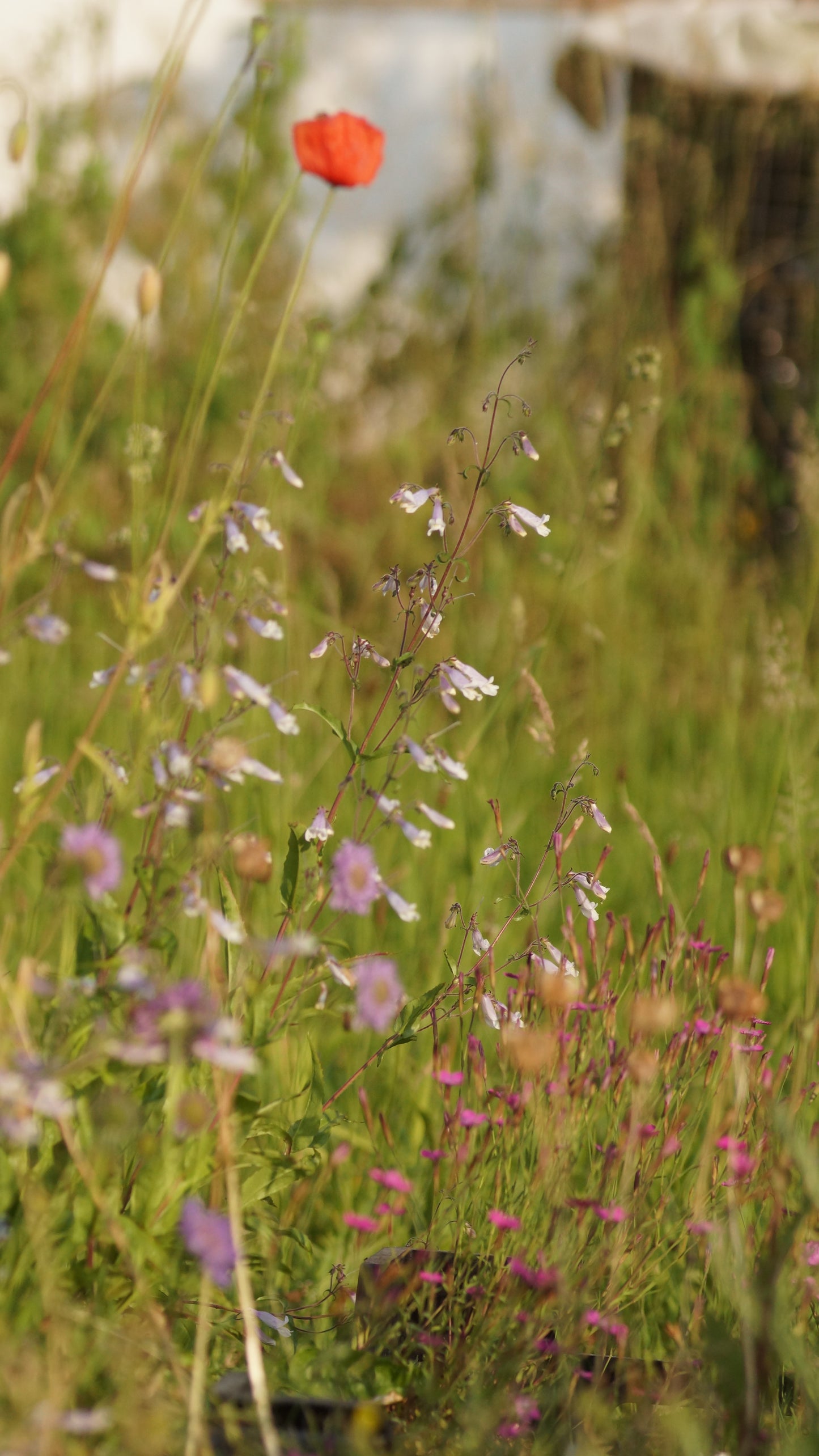 Penstemon hirsutus - Rauhaariger Bartfaden