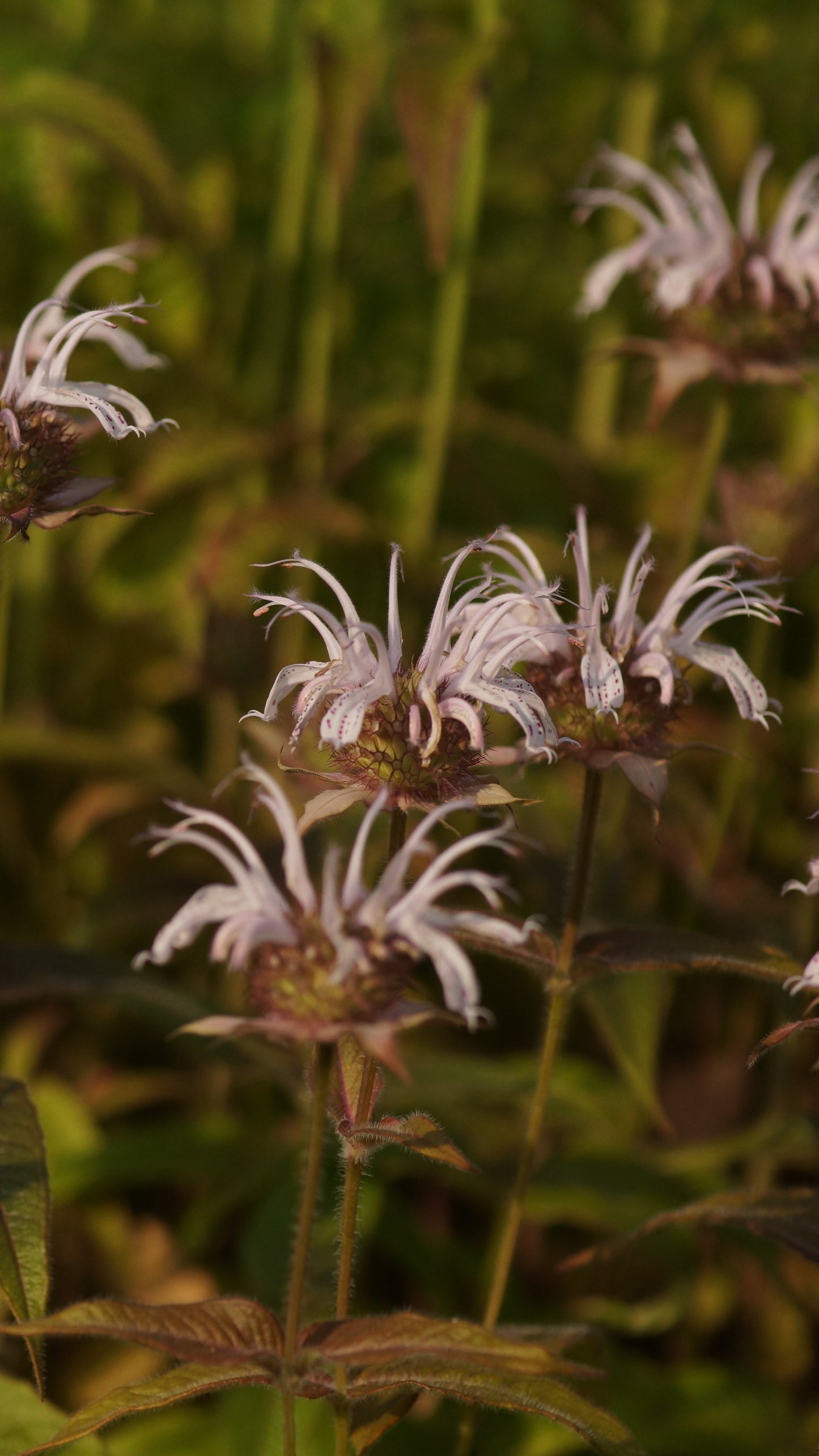 Monarda bradburiana 'Ozark' - Frühe Indianernessel