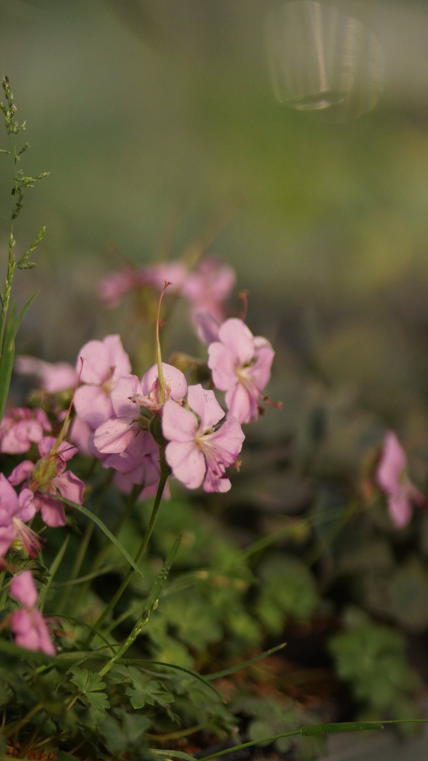 Geranium dalmaticum - Dalmatiner Strochschnabel
