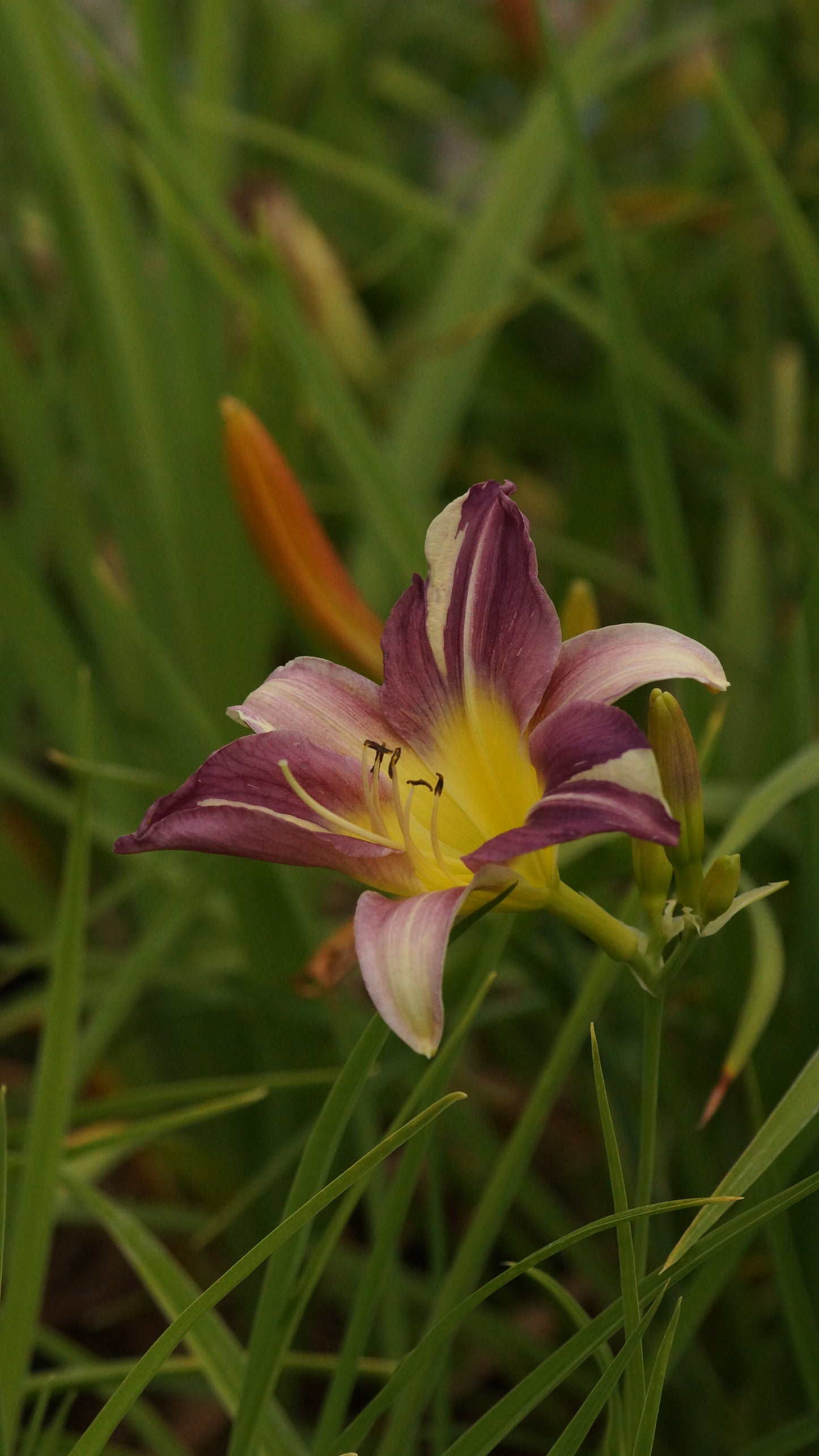 Hemerocallis Hybride 'Blue Sheen' - Taglilie