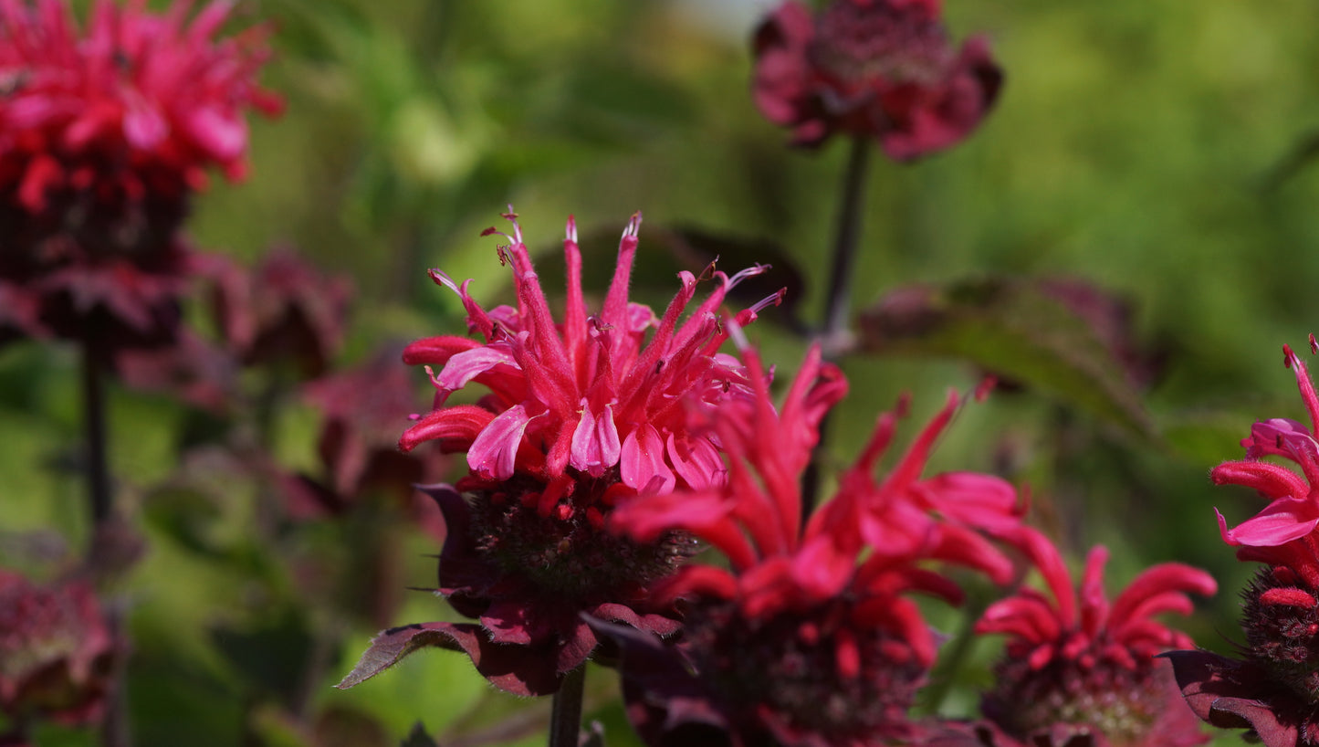 Monarda Didyma-Hybride 'Bee Happy®' - Goldmelisse
