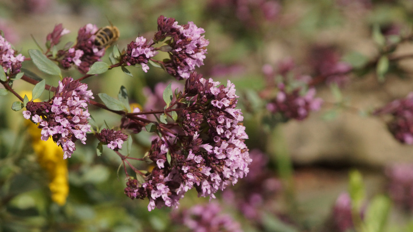 Origanum laevigatum 'Herrenhausen' - Blumen-Dost
