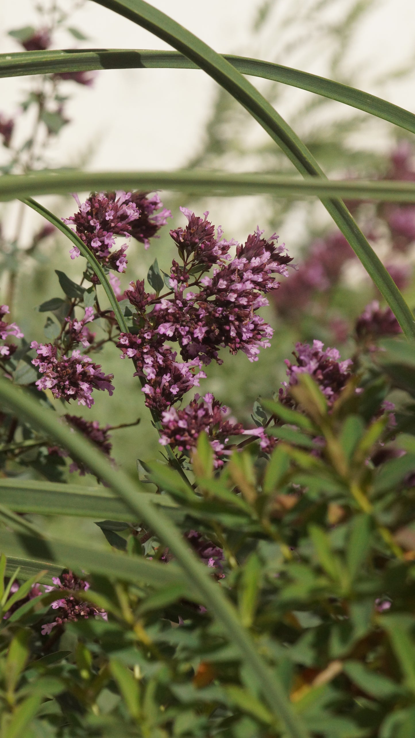 Origanum laevigatum 'Herrenhausen' - Blumen-Dost