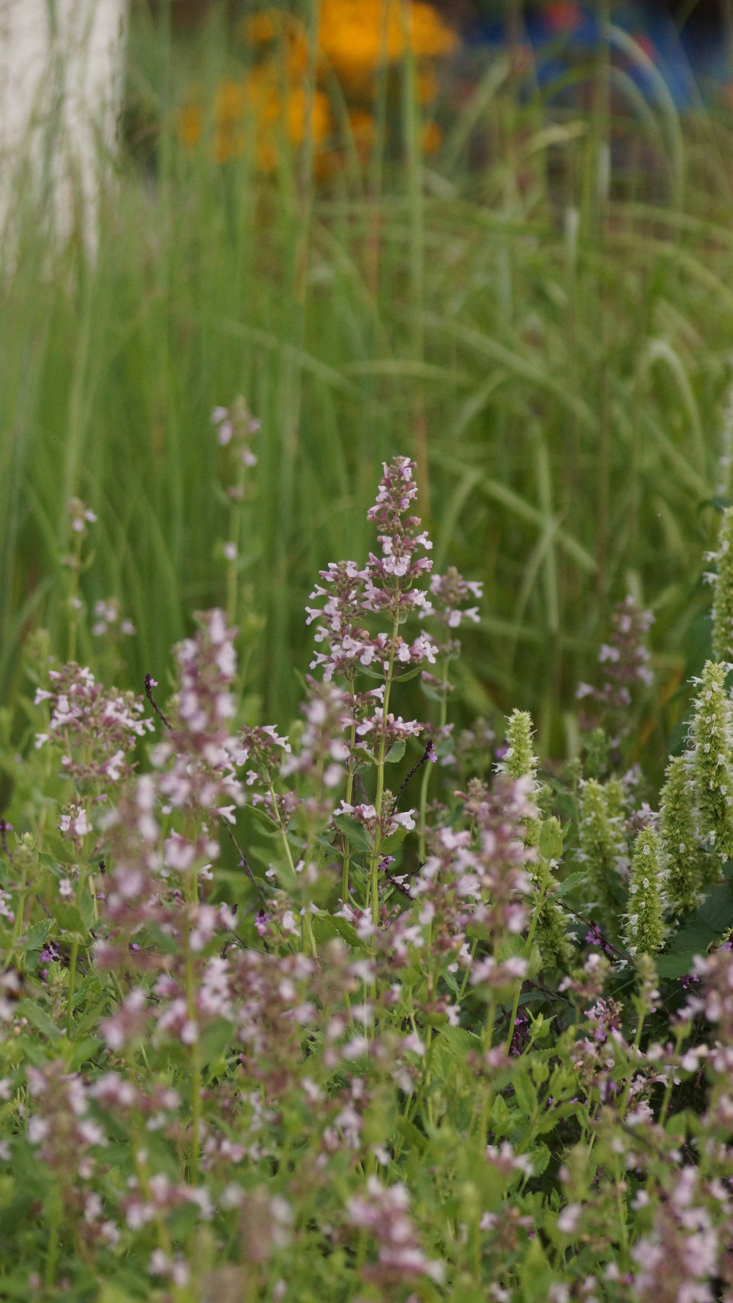 Nepeta grandiflora 'Dawn to Dusk' - Grossblütige Katzenminze