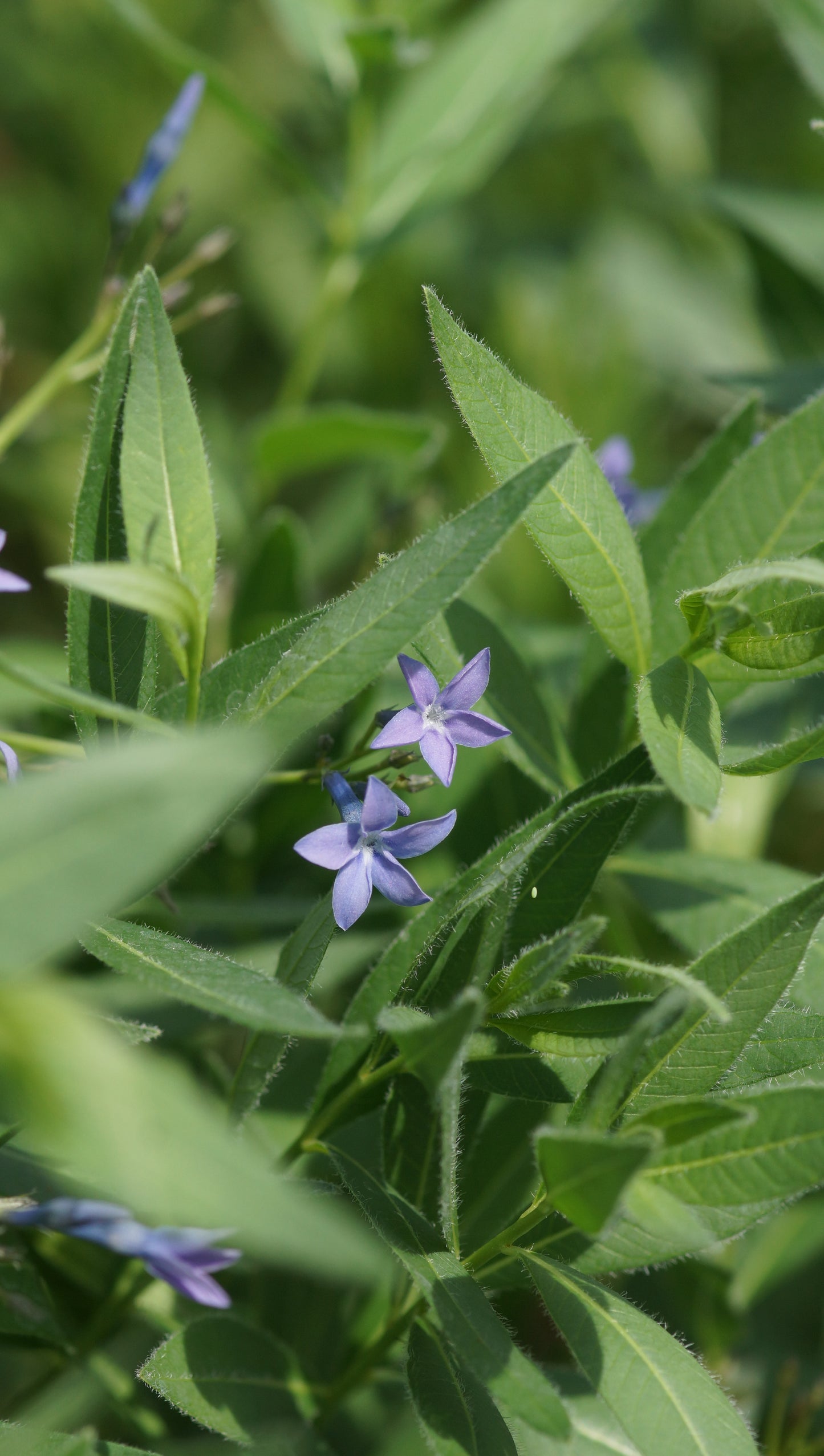 Amsonia orientalis - Blausternbusch