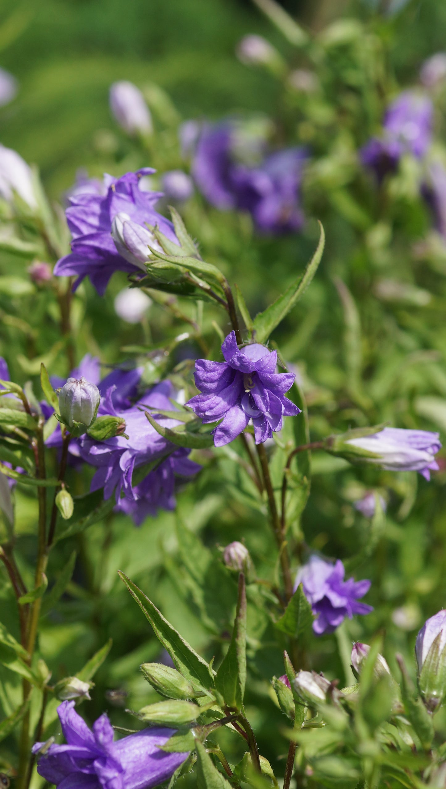 Campanula trachelium 'Bernice' - Nesselblättrige Glockenblume