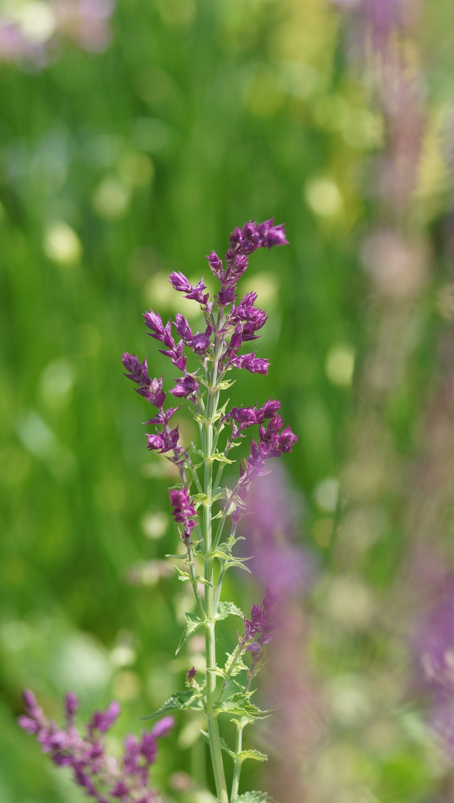 Salvia nemorosa 'Schwellenburg' - Steppen-Salbei