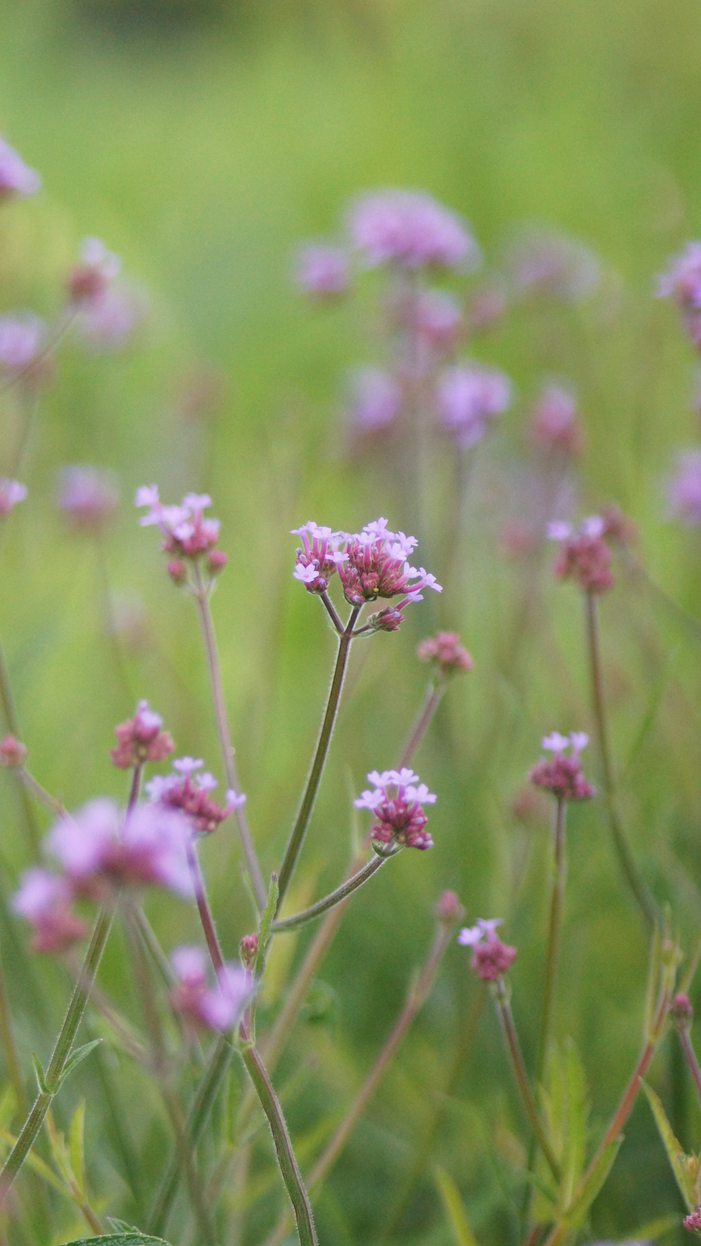 Verbena bonariensis 'Lollipop' - Kleines Patagonisches Eisenkraut