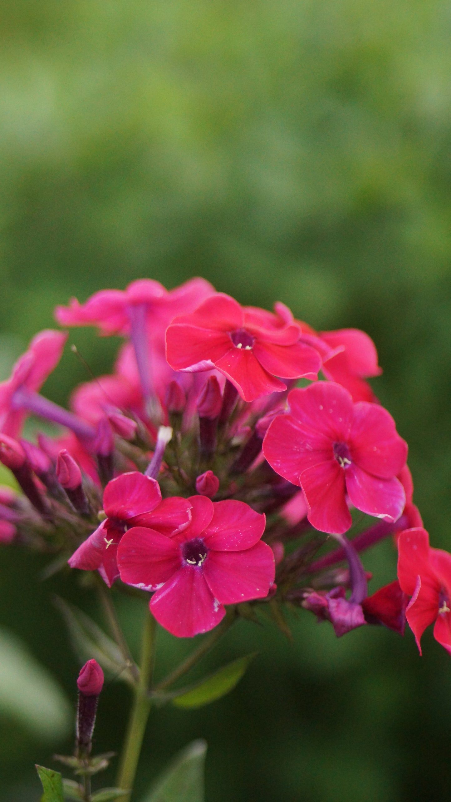 Phlox paniculata 'Red Riding Hood' - Hoher Stauden-Phlox