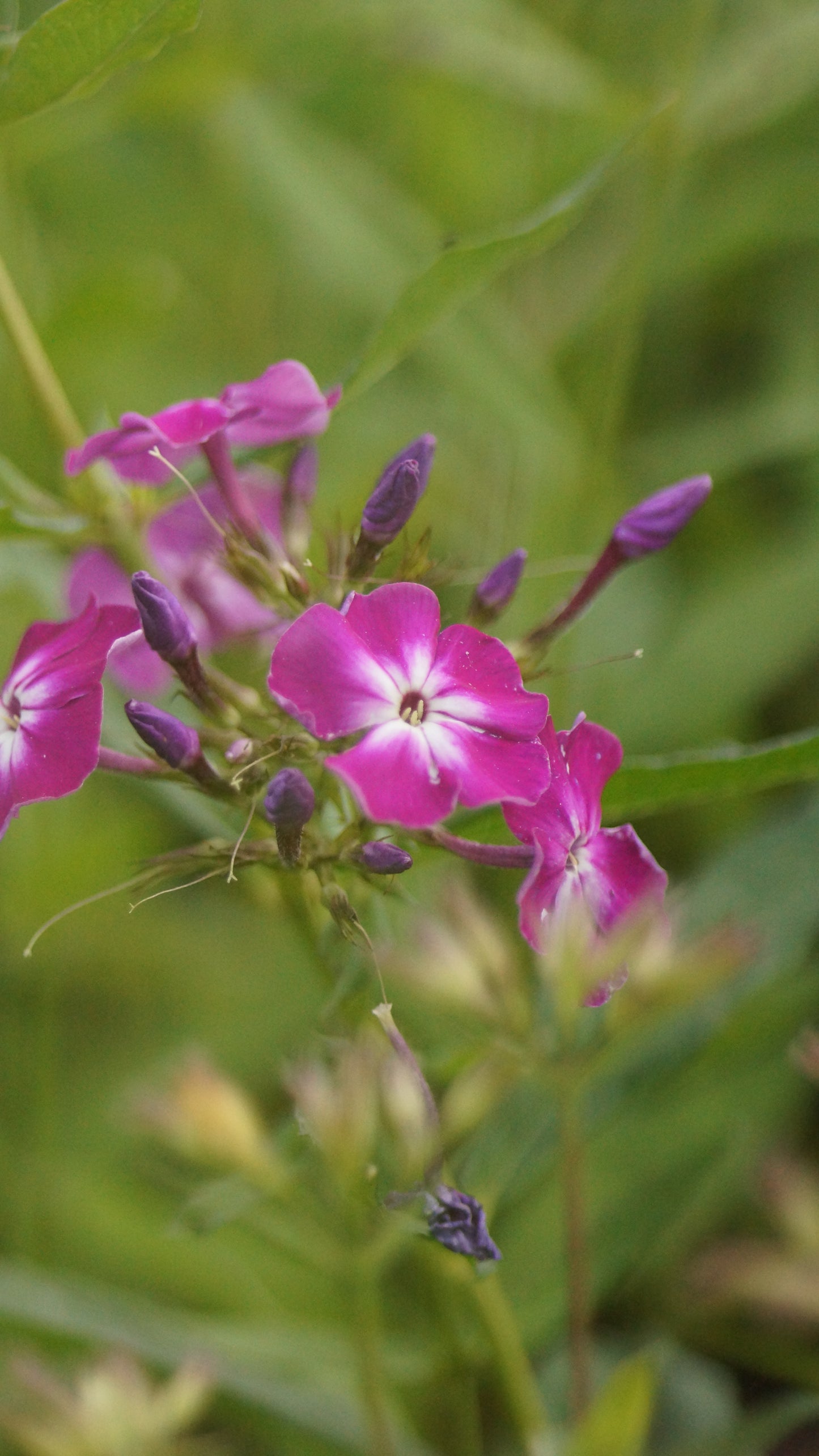 Phlox paniculata 'Laura' - Hoher Stauden-Phlox