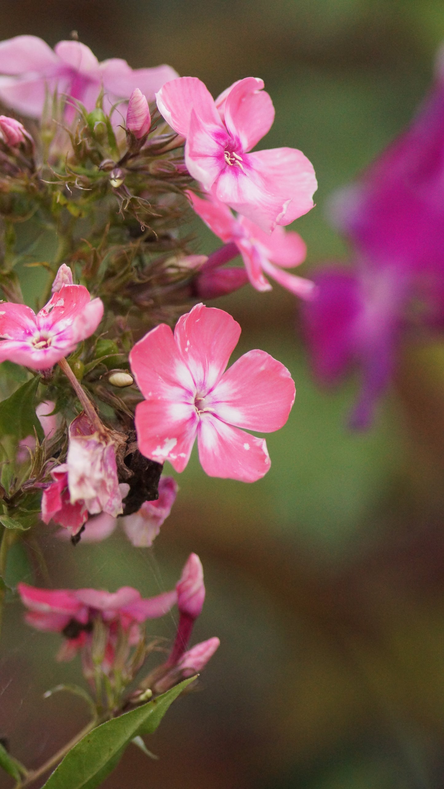 Phlox paniculata 'Eva Foerster' - Hoher Stauden-Phlox