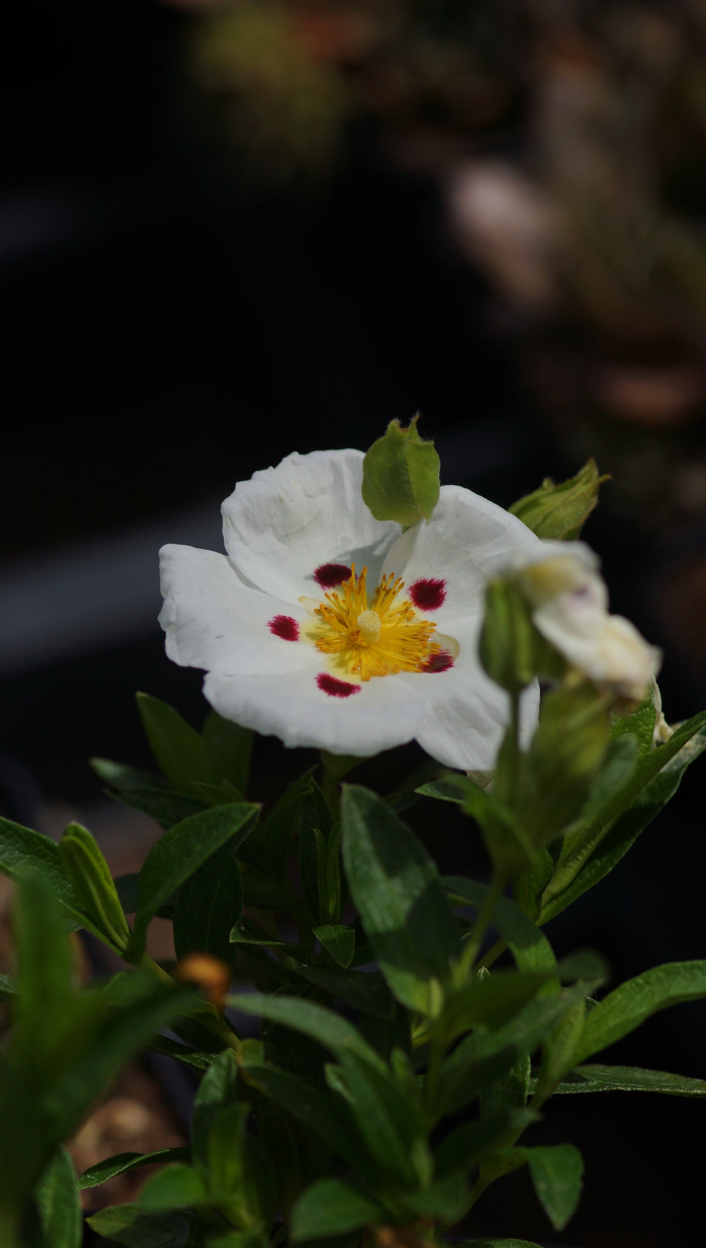 Cistus x dansereaui 'Decumbens' - Zistrose