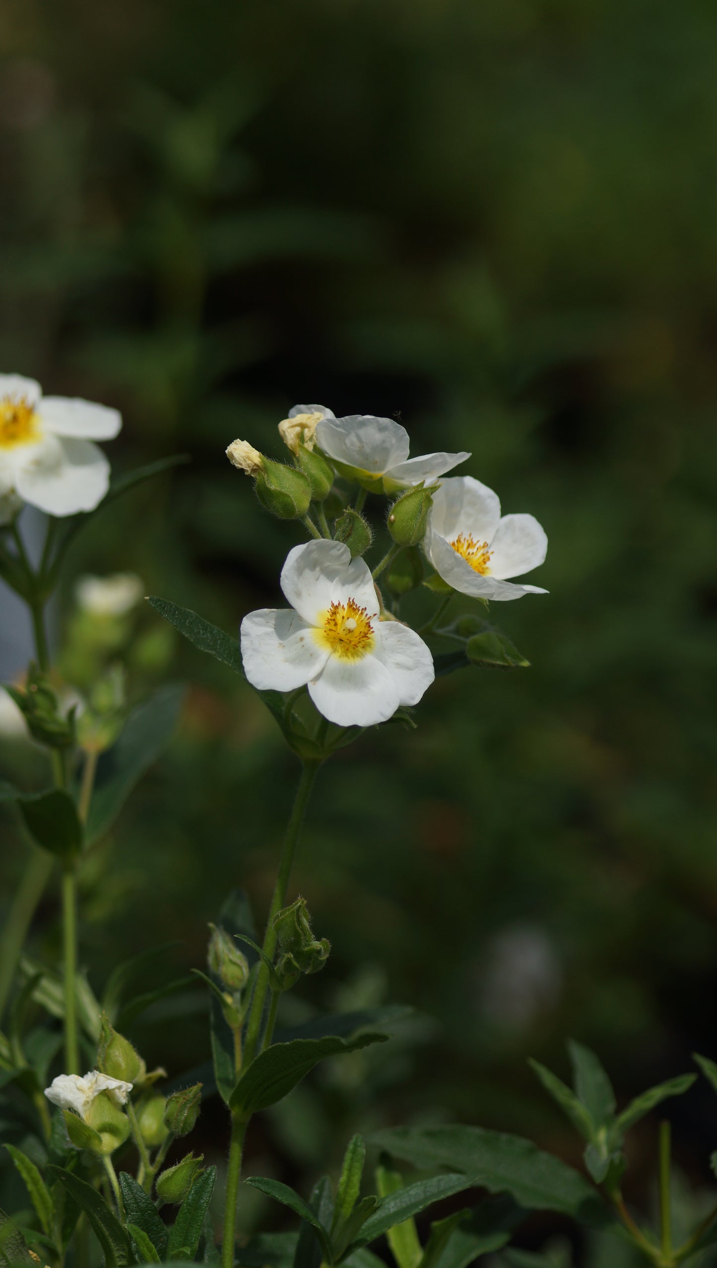 Cistus Hybride 'Jennifer Sommerfreude' - Zistrose