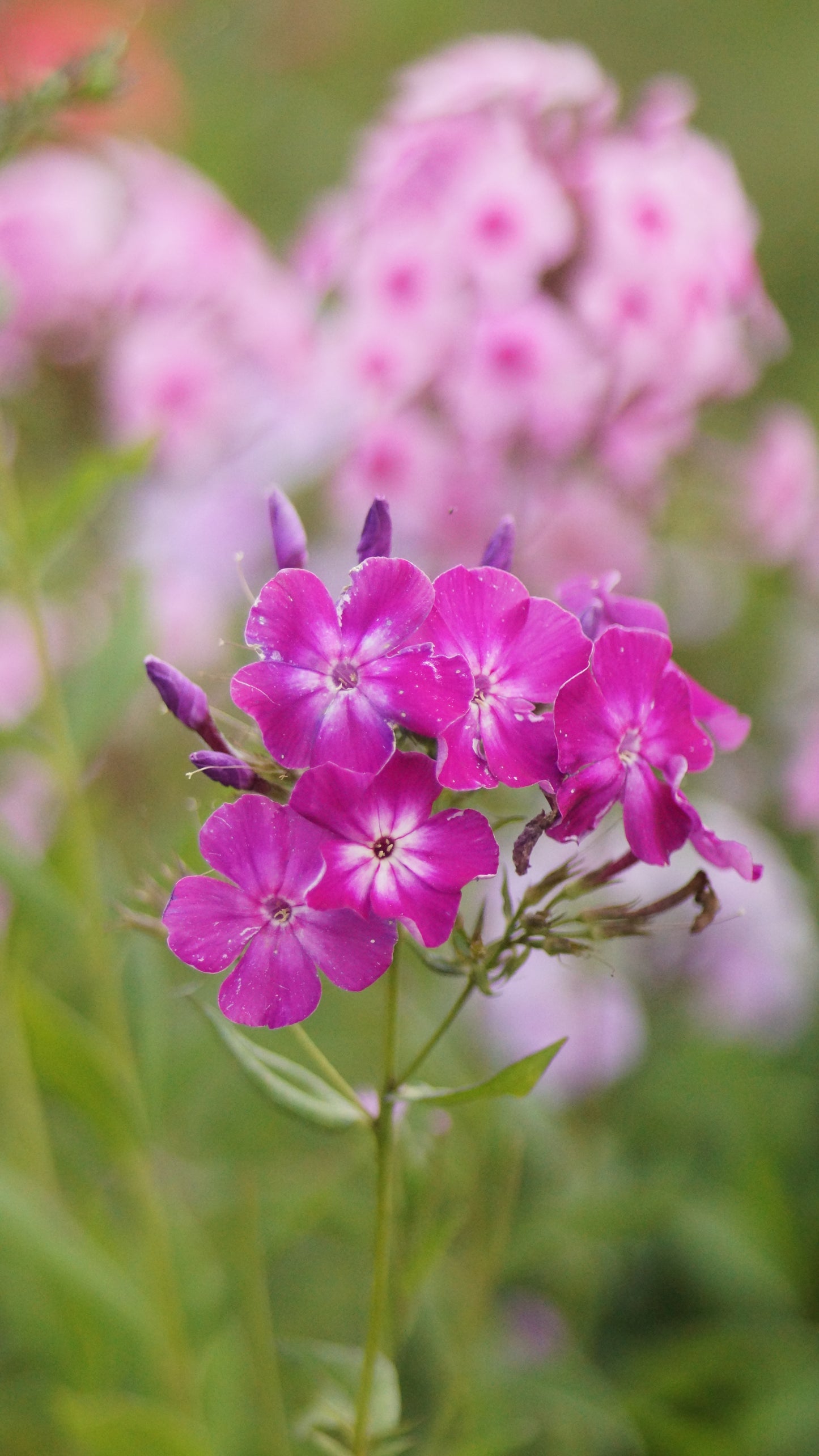 Phlox paniculata 'Wennschondennschon' - Hoher Stauden-Phlox