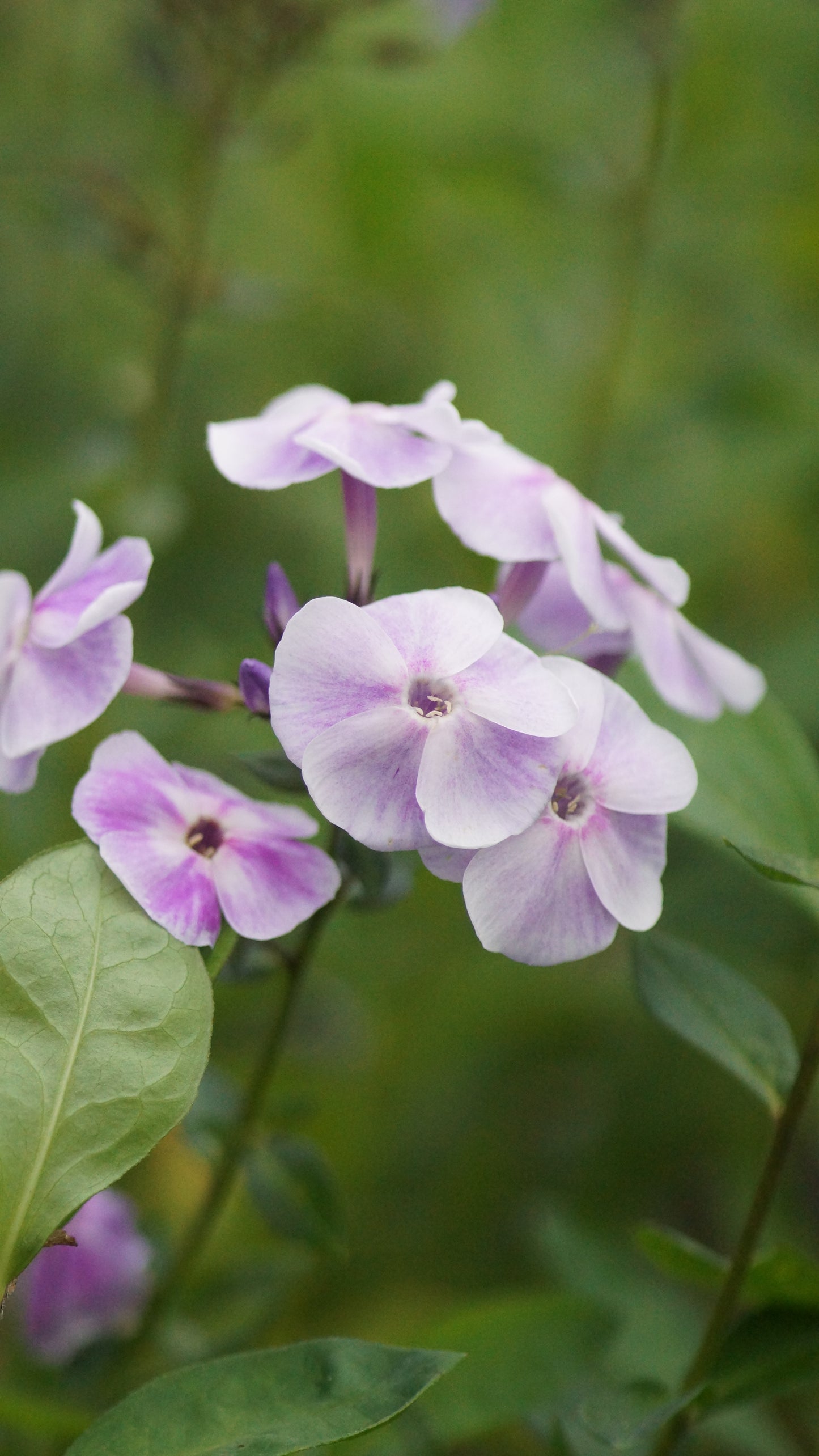 Phlox paniculata 'Violetta Gloriosa' - Hoher Stauden-Phlox