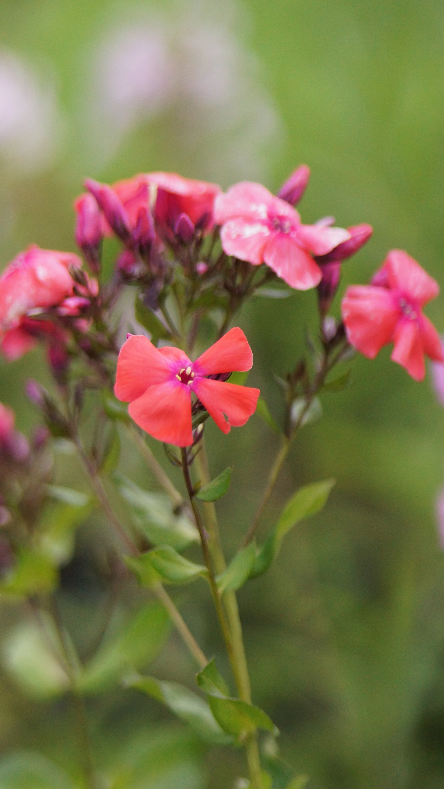 Phlox paniculata 'Freudenfeuer' - Hoher Stauden-Phlox