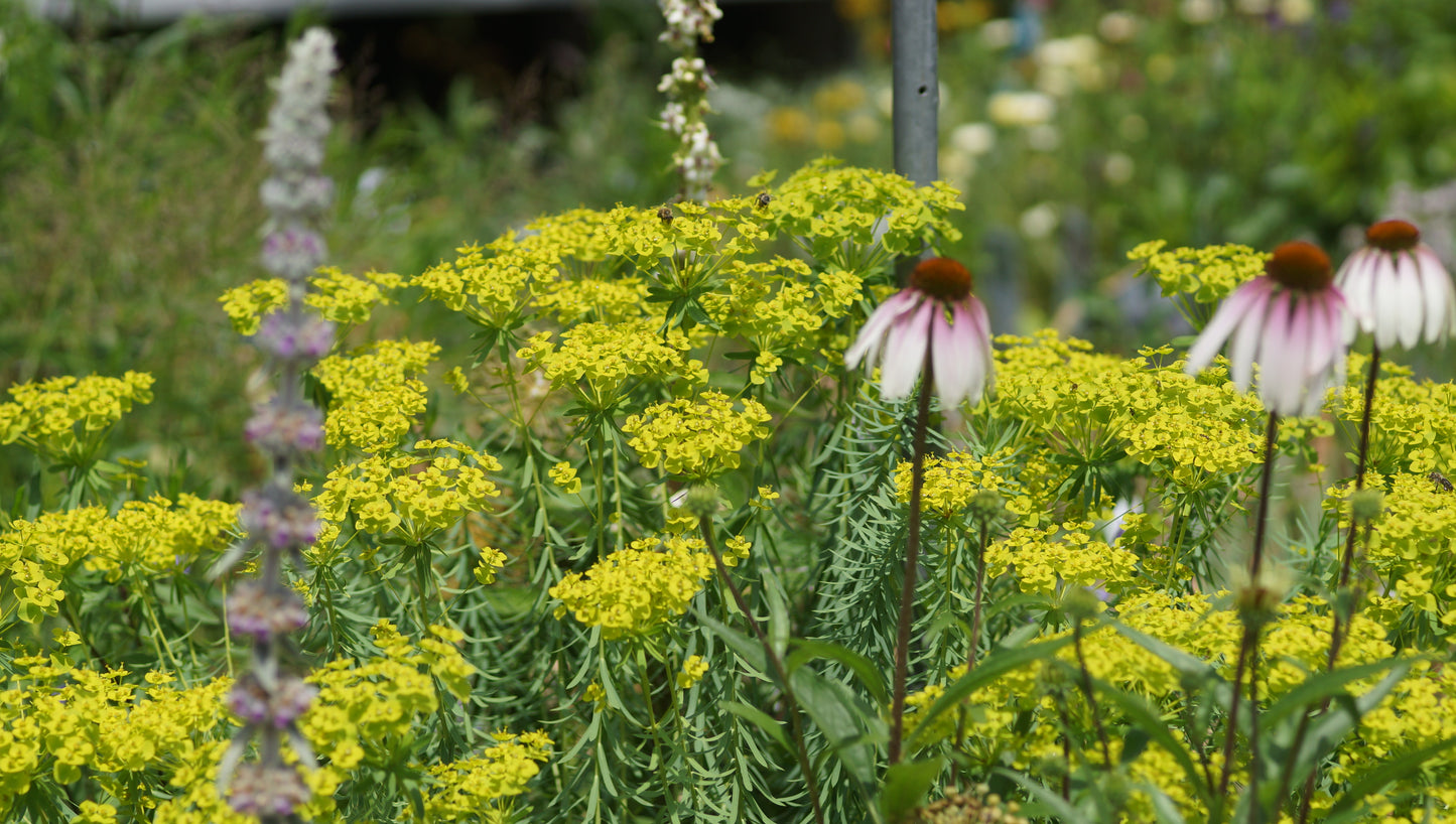 Euphorbia seguieriana subsp. niciciana - Steppen-Wolfsmilch