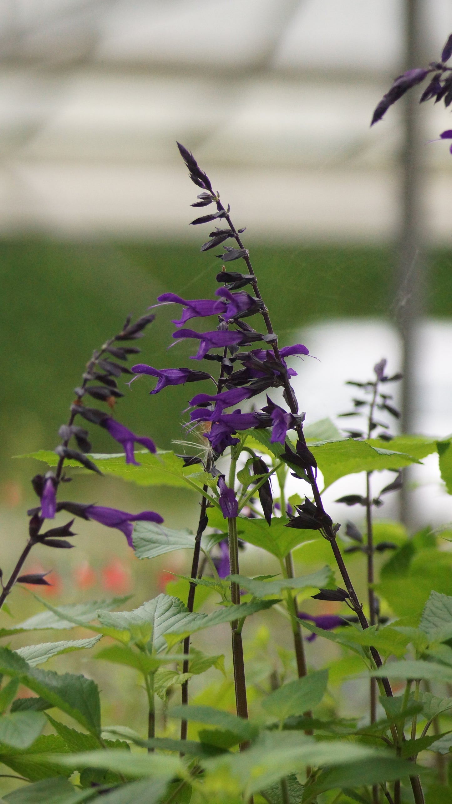 Salvia Hybride 'Amistad®' - Sommer-Salbei
