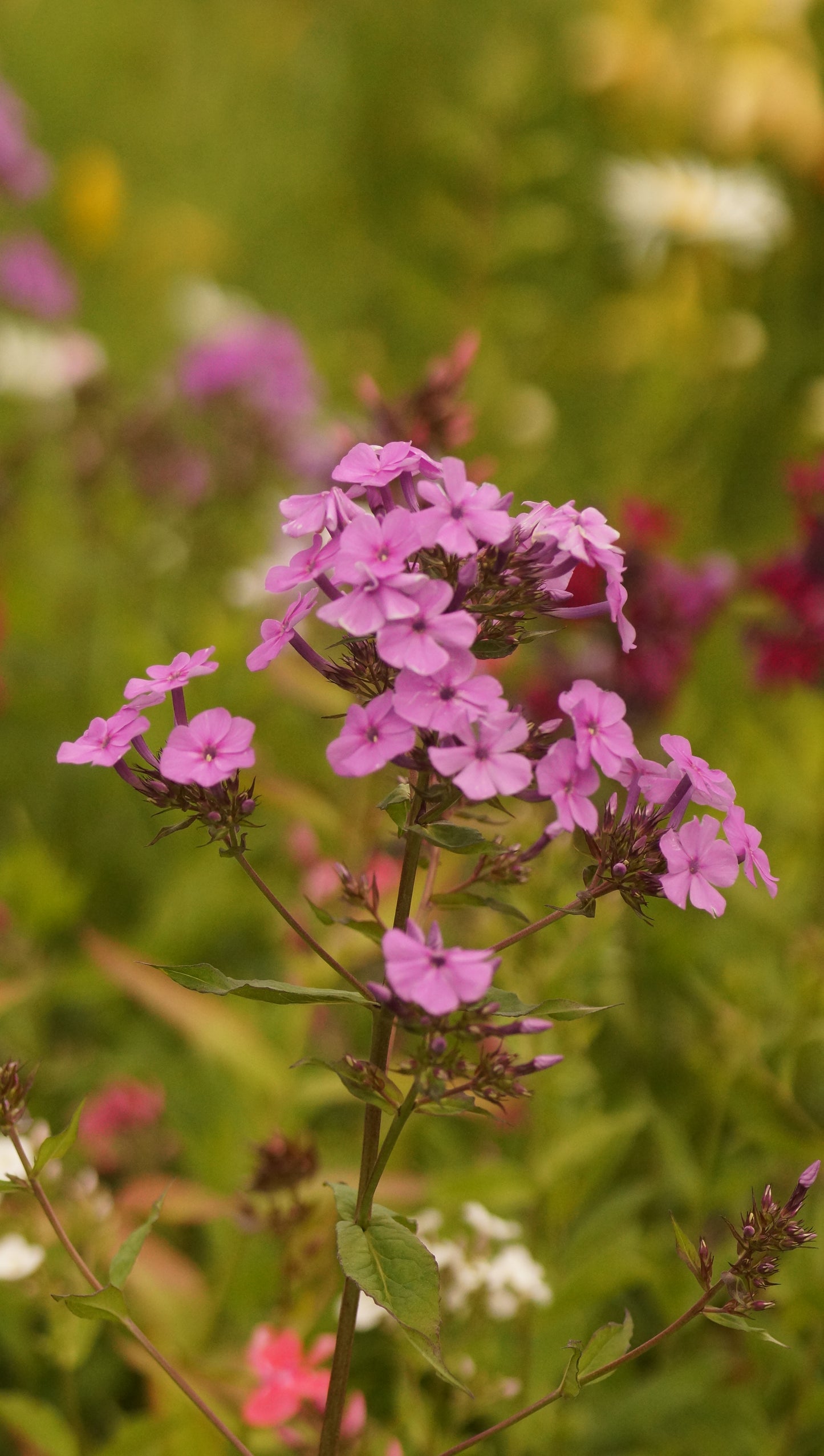Phlox paniculata - Hoher Stauden-Phlox