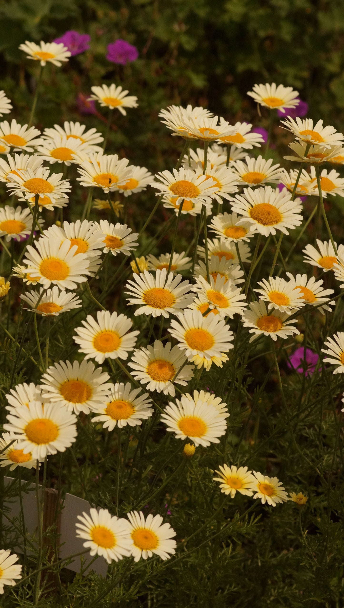 Anthemis tinctoria 'Lemon Ice' - Färberkamille