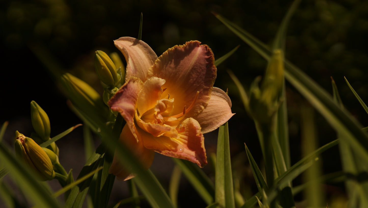 Hemerocallis Hybride 'Unlock The Star' - Taglilie