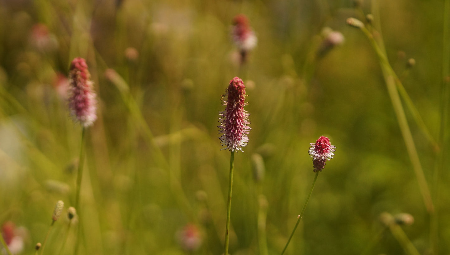 Sanguisorba officinalis 'Pink Tanna' - Grosser Wiesenkonpf