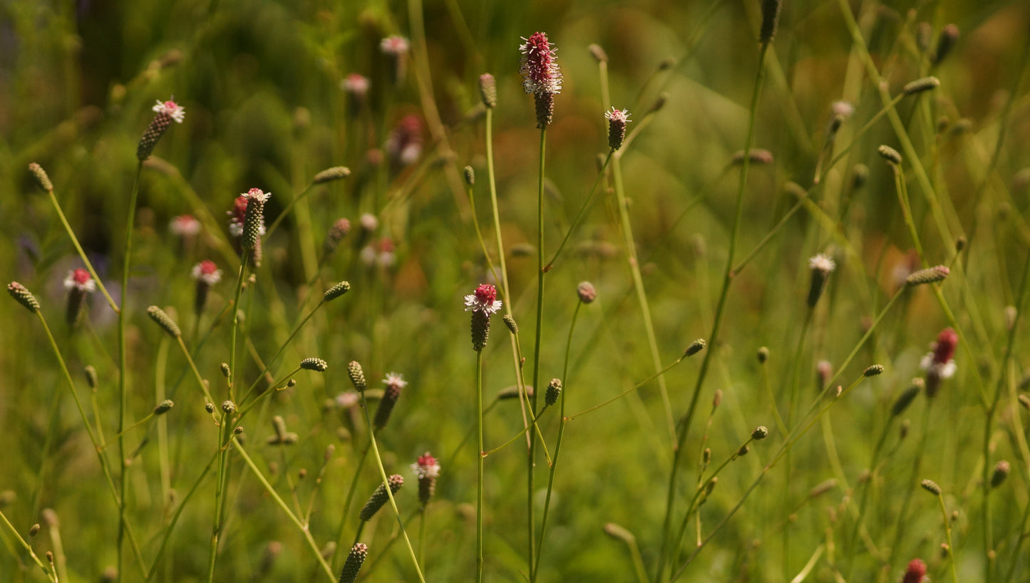 Sanguisorba officinalis 'Pink Tanna' - Grosser Wiesenkonpf