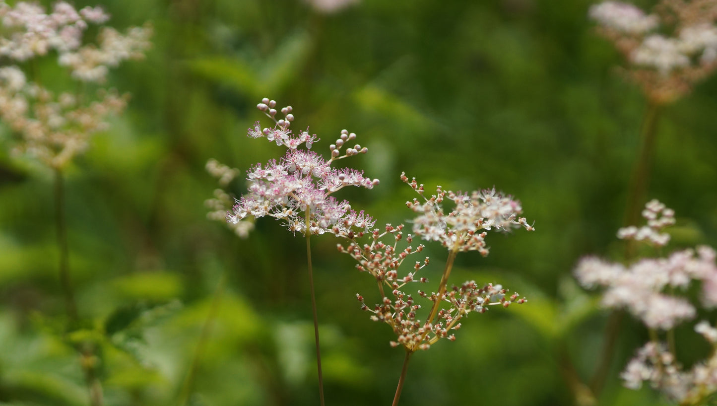 Filipendula purpurea 'Elegans' - Rotblühendes Mädesüss