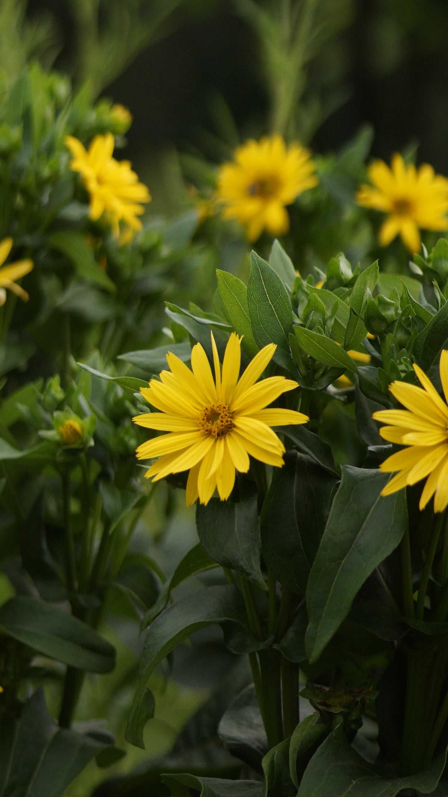 Silphium perfoliatum 'Maya' - Kompasspflanze