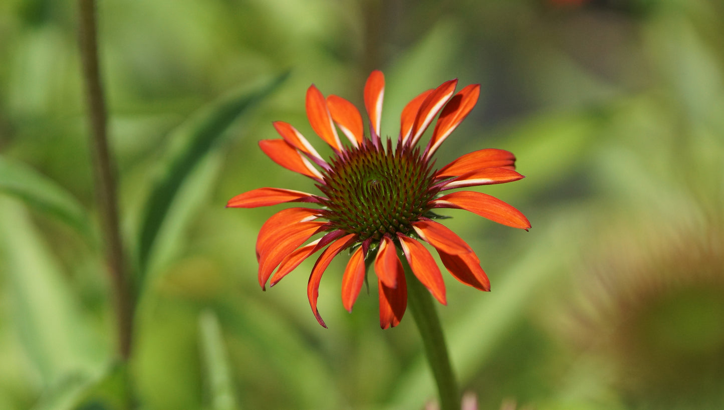Echinacea purpurea 'Tomato Soup®' - Purpur-Sonnenhut