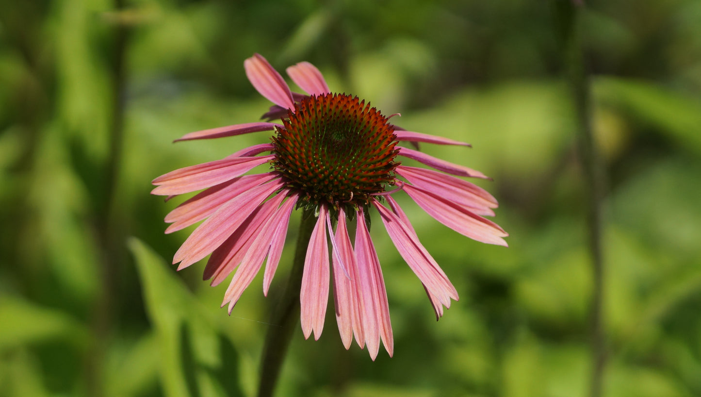 Echinacea purpurea 'Summer Cocktail®' - Purpur-Sonnenhut