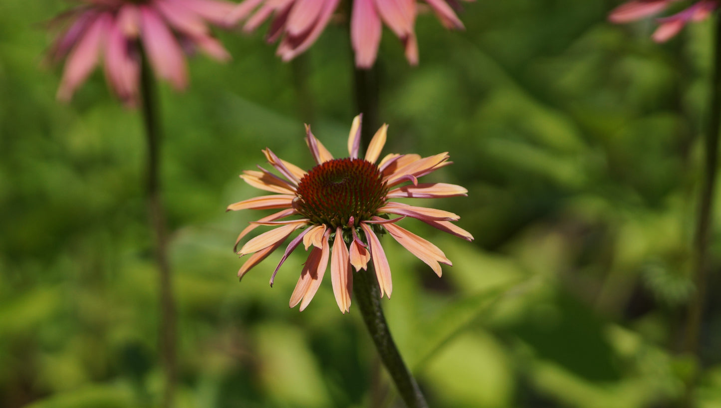 Echinacea purpurea 'Summer Cocktail®' - Purpur-Sonnenhut