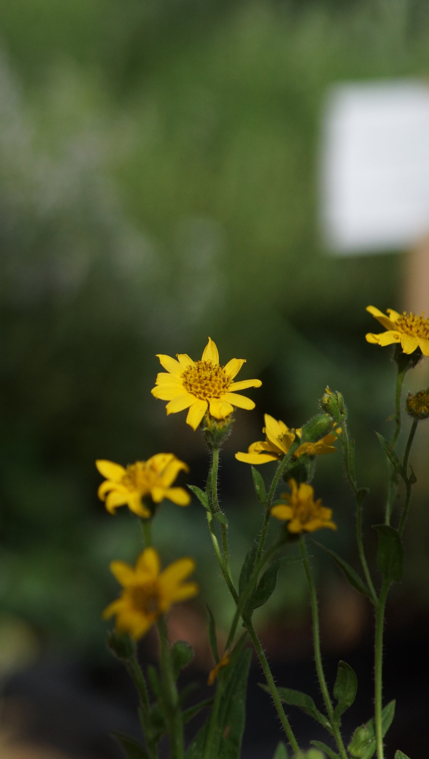 Arnica chamissonis - Wiesen-Arnica