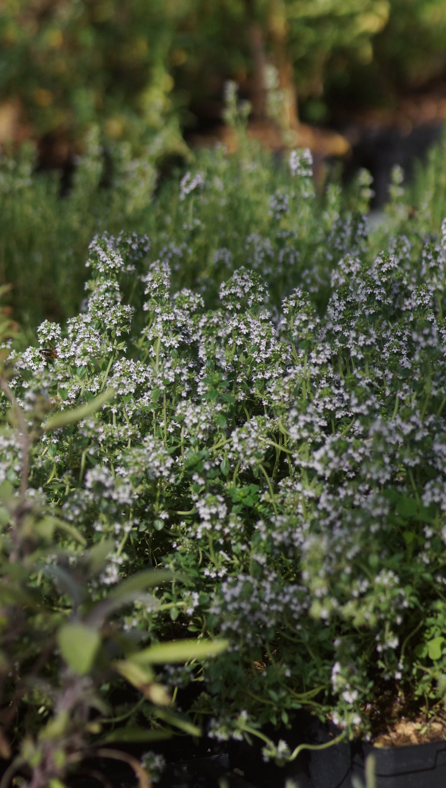Thymus x citriodorus 'Lemon' - Zitronen-Thymian