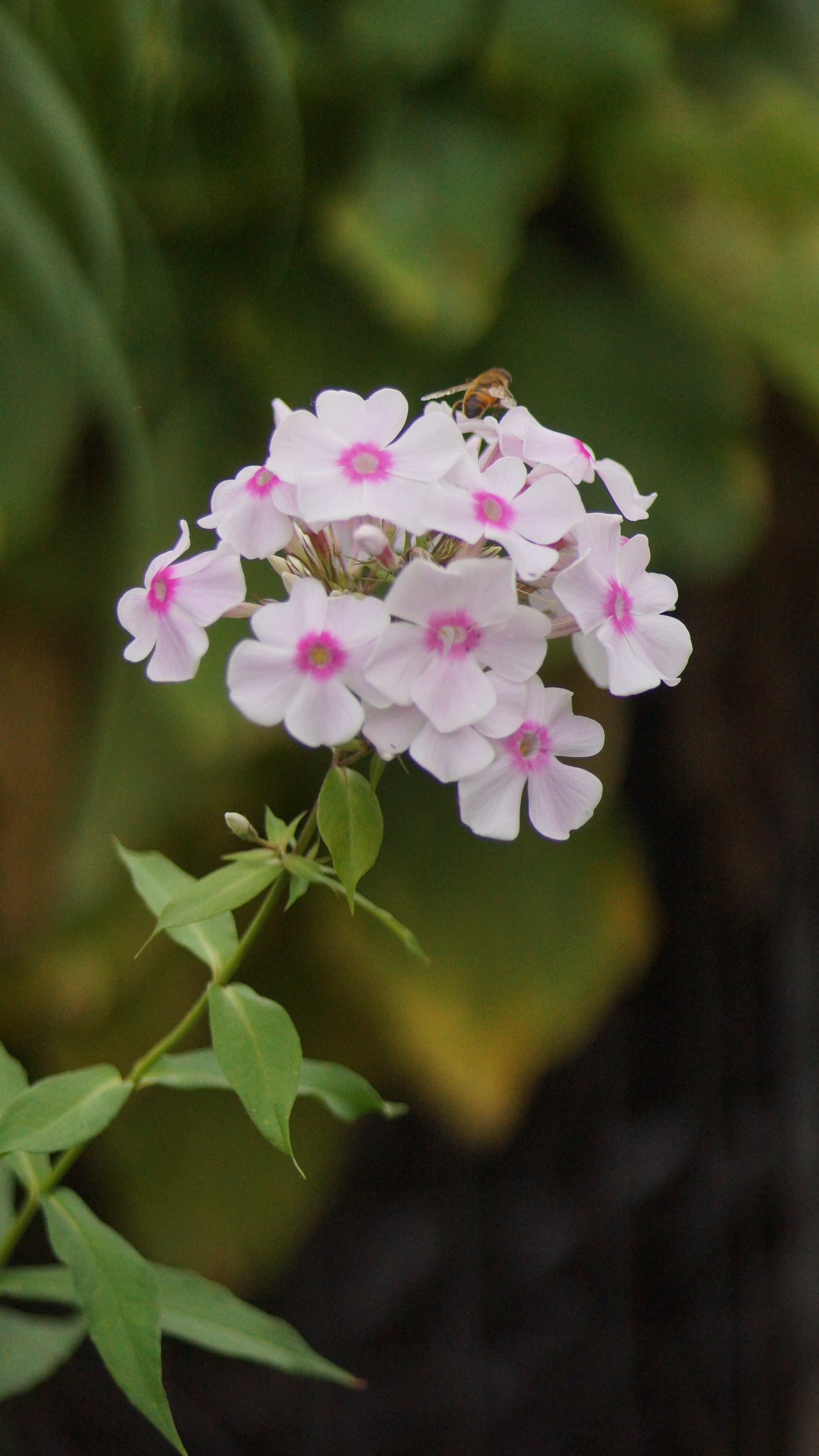 Phlox paniculata 'Europa' - Hoher Stauden-Phlox