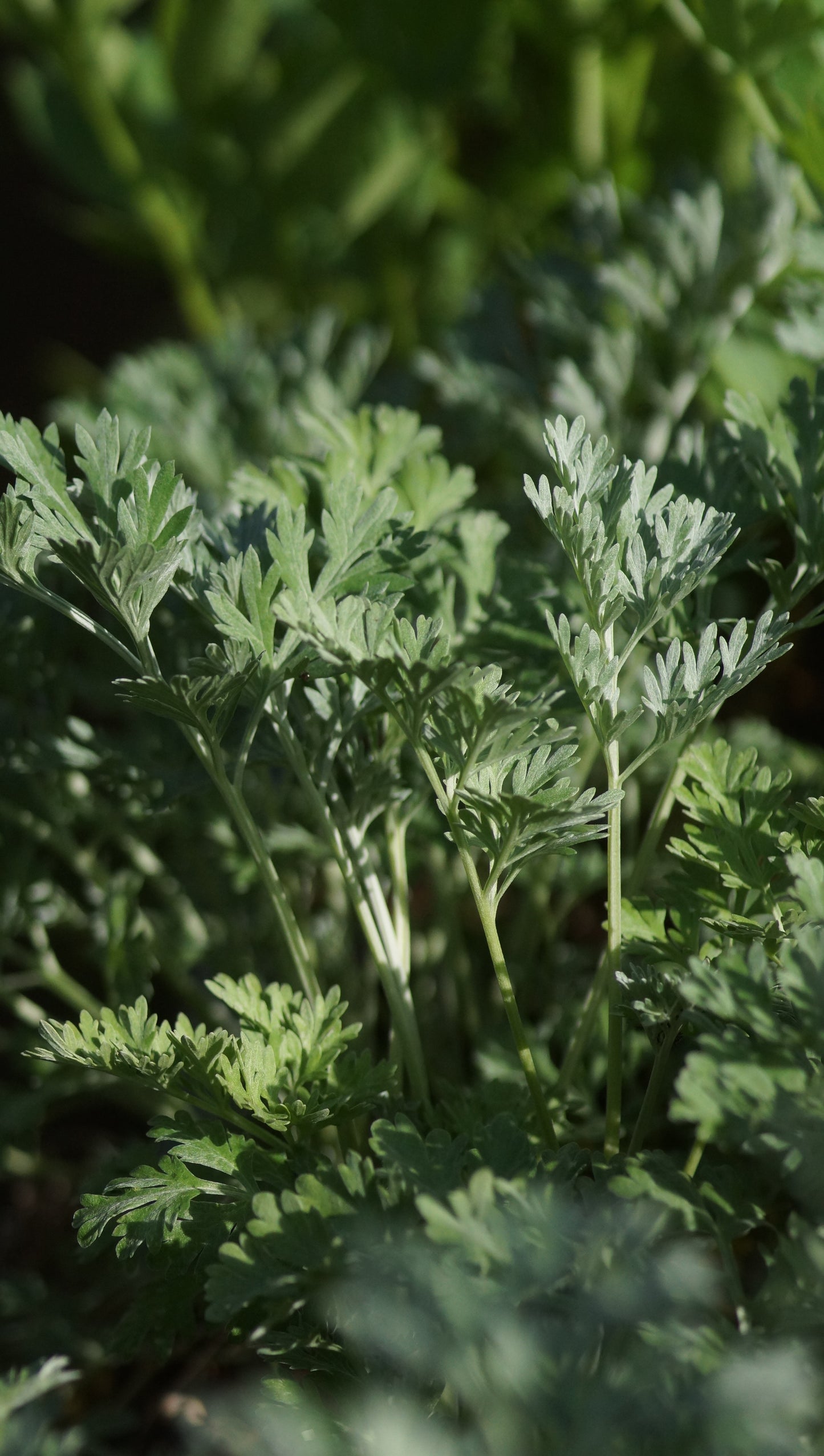 Artemisia absinthium - Wermut