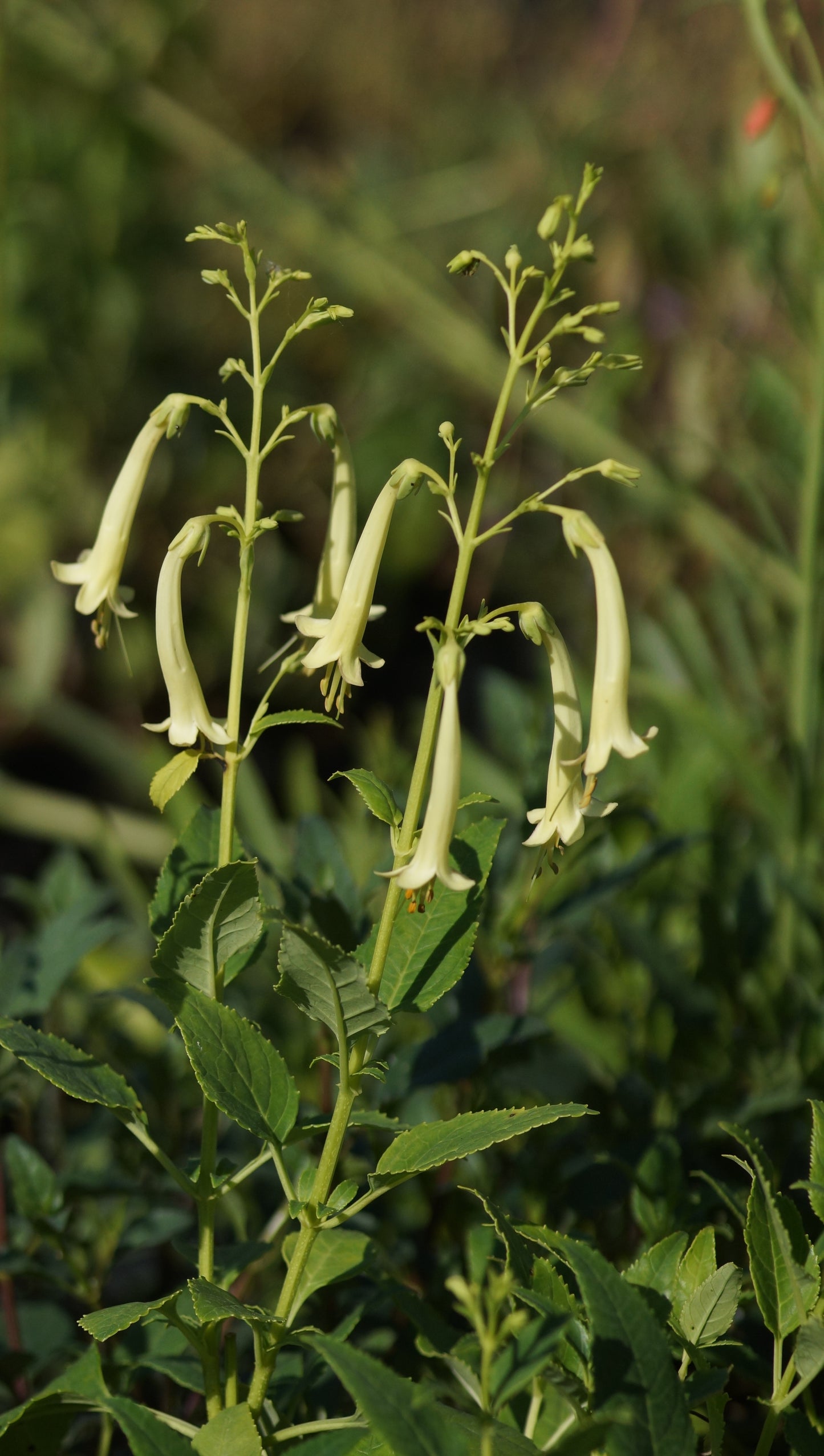 Phygelius x rectus 'Moonraker' - Kapfuchsie