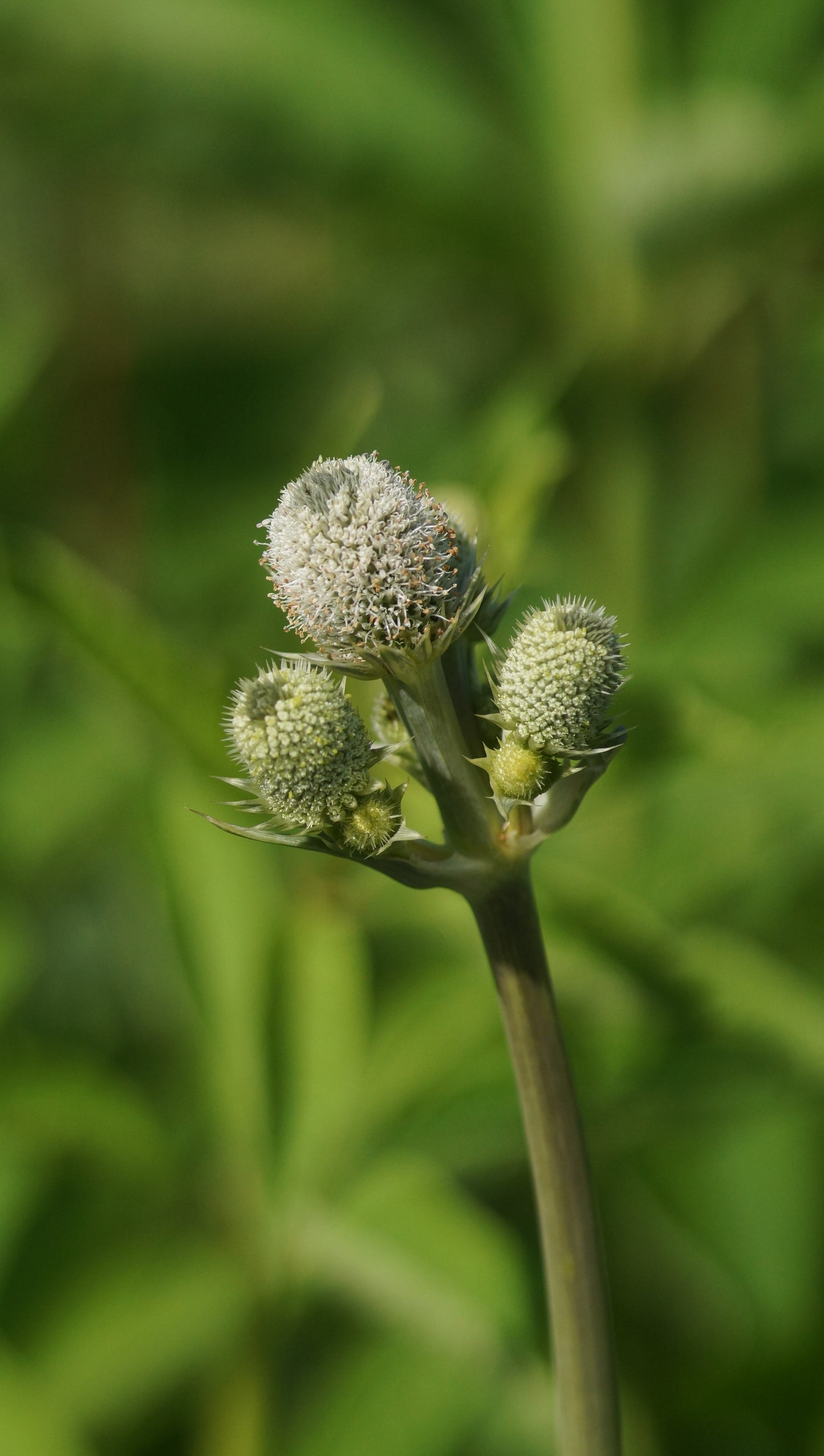 Eryngium agavifolium - Agavenblättrige Mannstreu