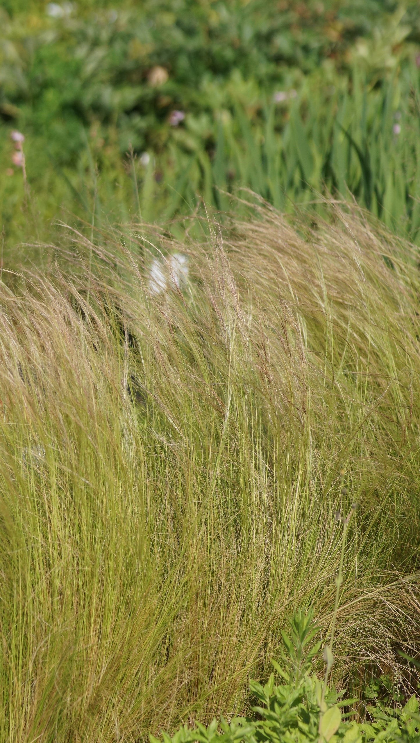 Stipa tenuissima - Mexikanisches Federgras
