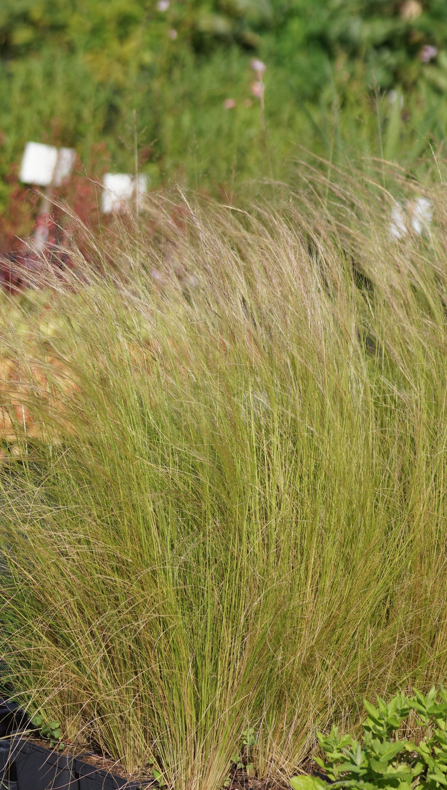 Stipa tenuissima - Mexikanisches Federgras