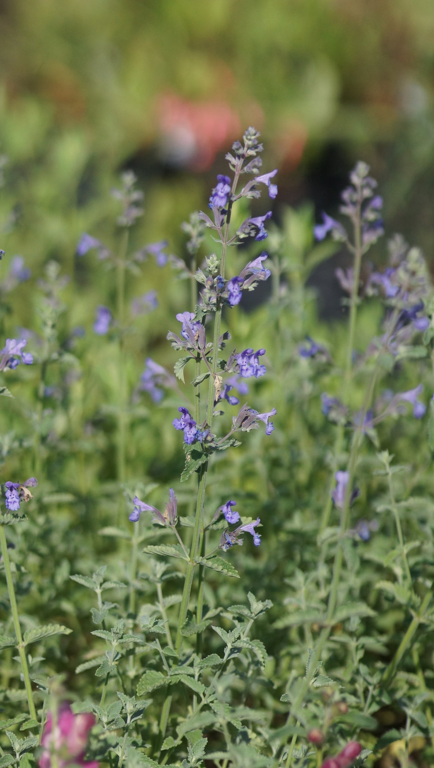 Nepeta x faassenii 'Walkers Low' - Katzenminze