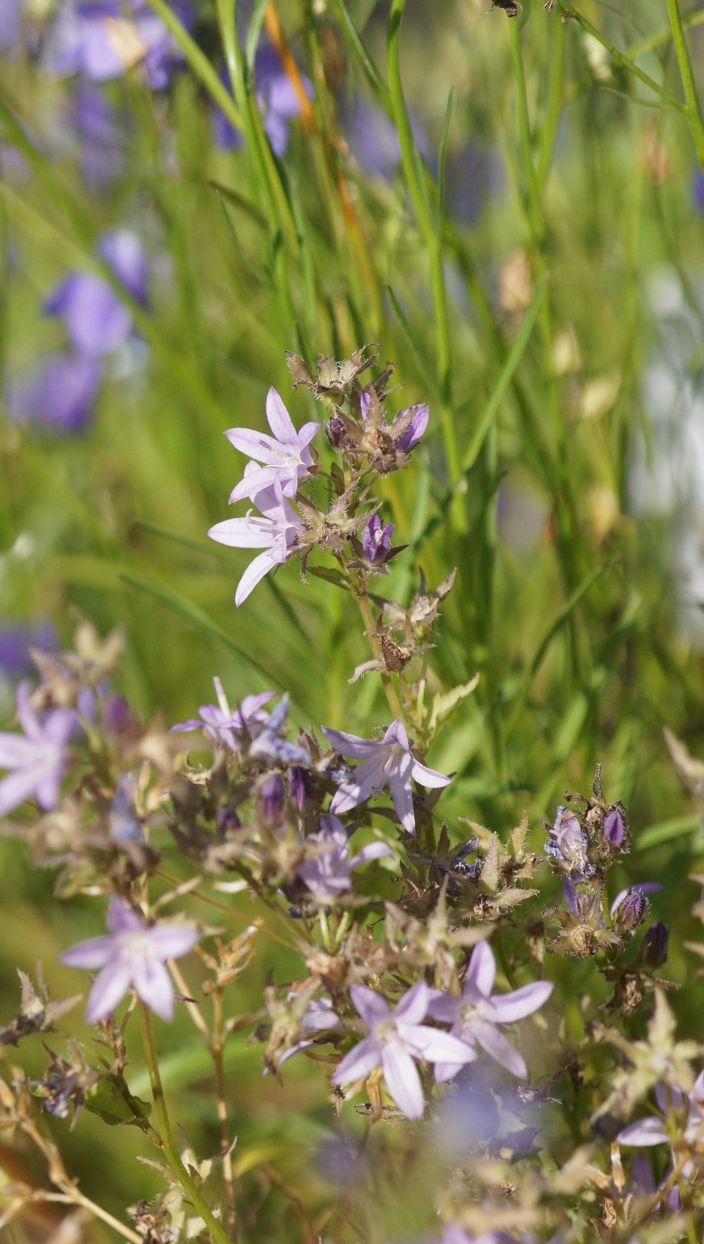 Campanula poscharskyana 'Lisduggan Variety' - Hängepolster-Glockenblume