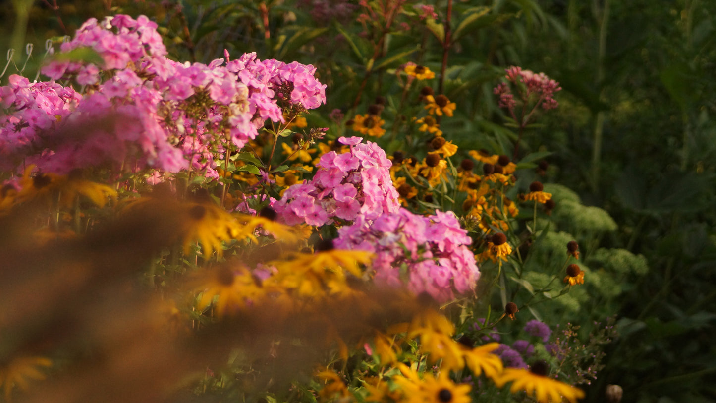 Phlox paniculata 'Winnetou' - Hoher Stauden-Phlox