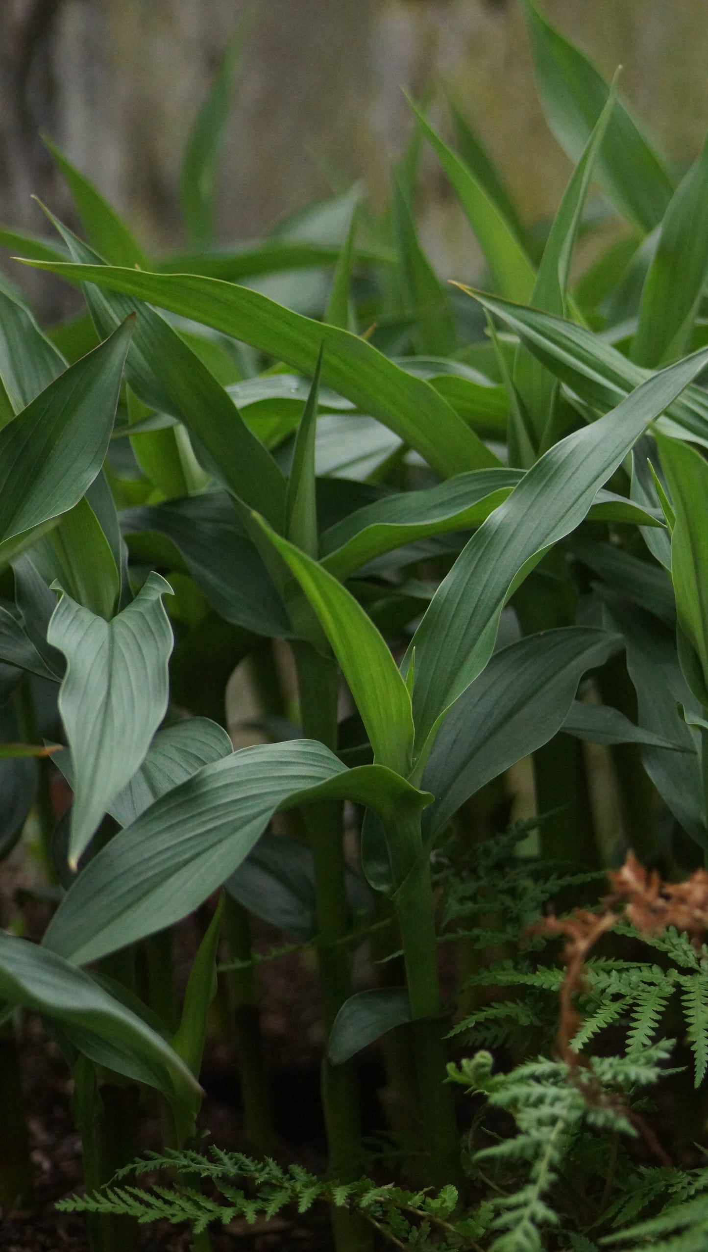 Roscoea purpurea 'Peacock' - Ingwerochidee