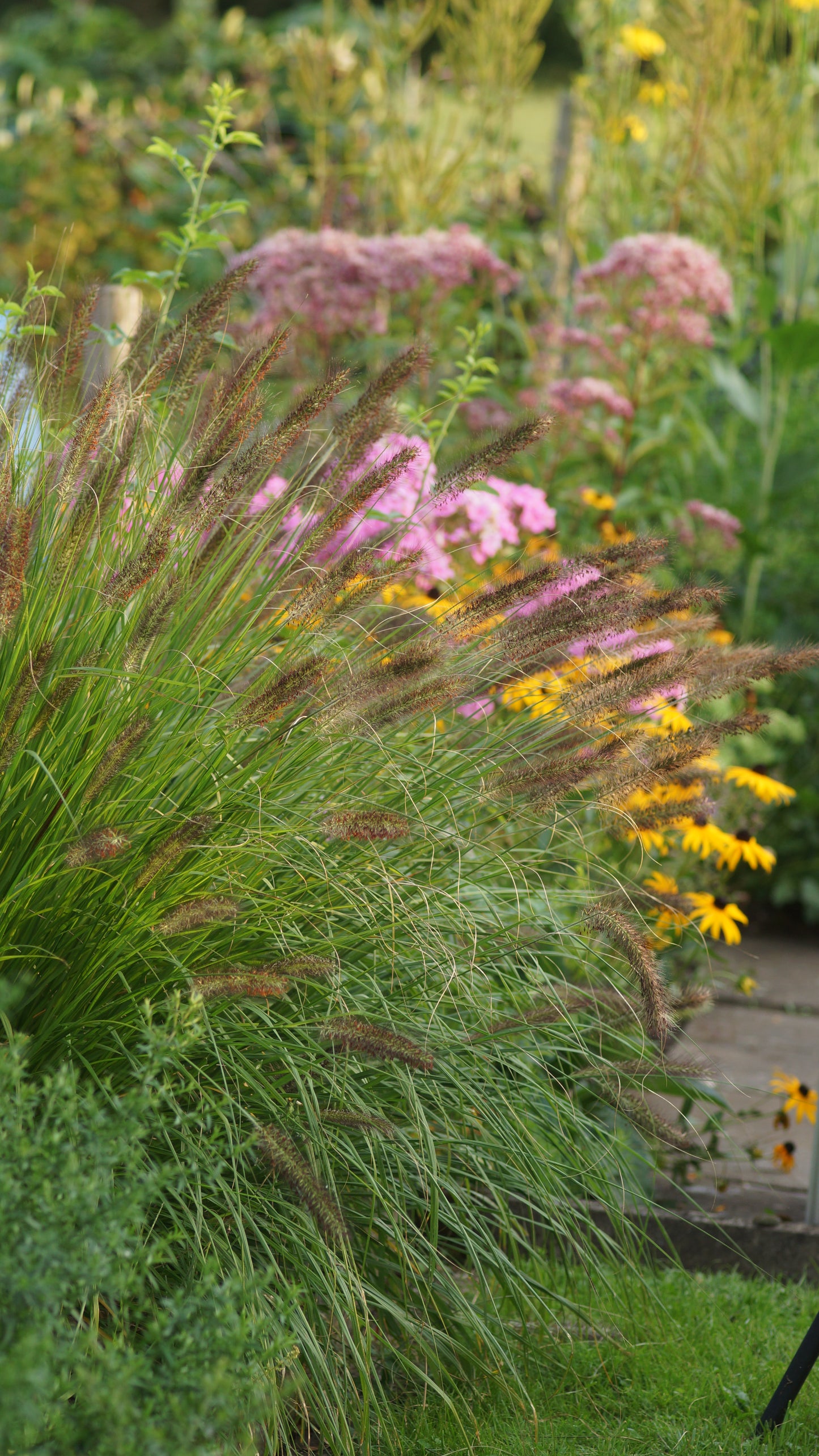 Pennisetum alopecuroides var. viridescens - Lampenputzergras