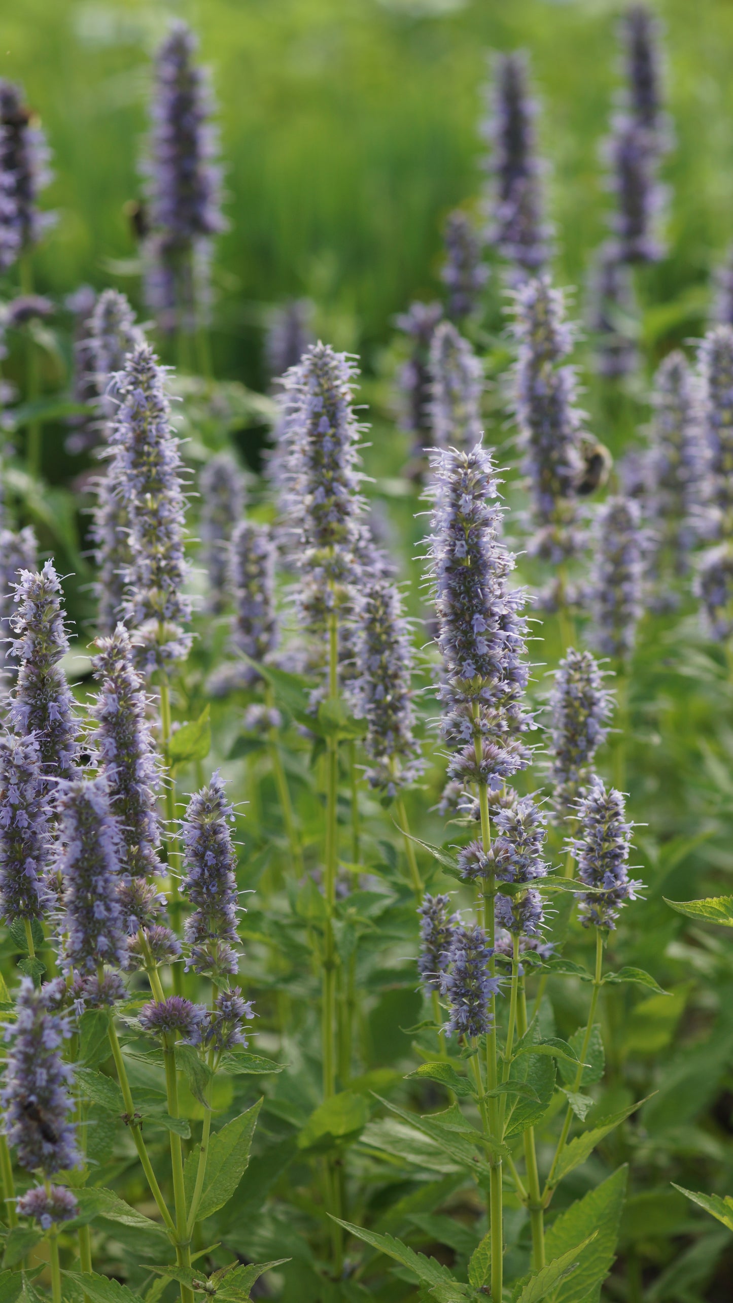 Agastache foeniculum 'Blue Fortune' - Duftnessel